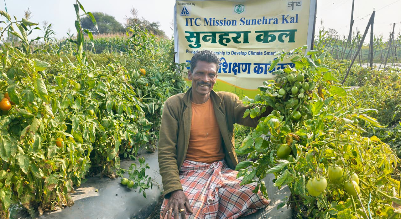 Vegetable Farming System